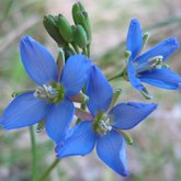 Helliophila linearis